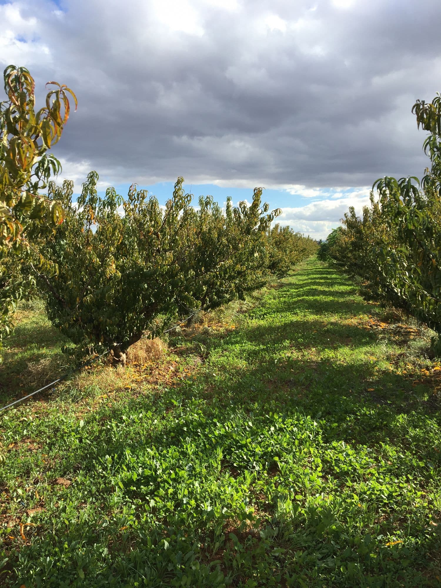 Terrain urbain viabilisé - La Marsa